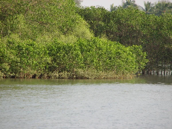 Mangroveskog, vy från vattnet vid en lågvatten perioden. — Stockfoto