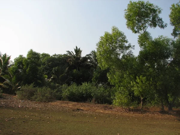 Forêt subtropicale de feuillus et de conifères . — Photo