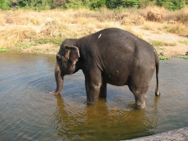 Éléphant indien prenant un bain dans la rivière . — Photo