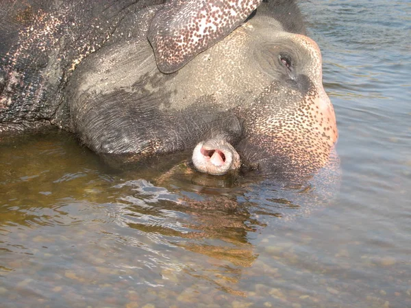 インド象の川で入浴すること. — ストック写真