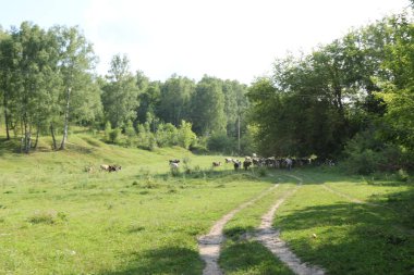 Mutlu bir şekilde otlatma sığır güzel ve pastoral yeşil çim.