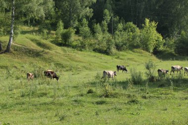 Mutlu bir şekilde otlatma sığır güzel ve pastoral yeşil çim.