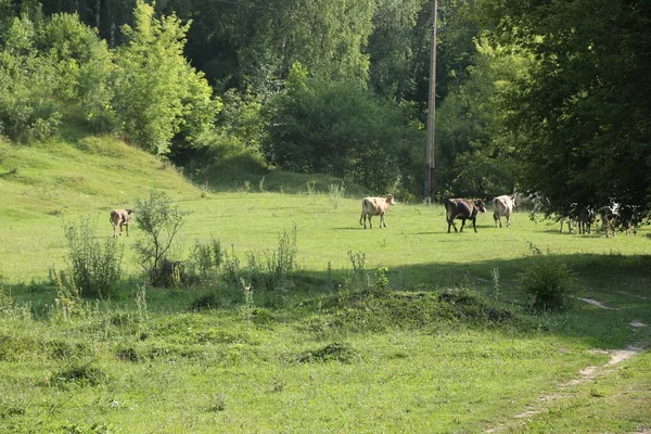 Hermosa e idílica hierba verde con ganado pastando felizmente . — Foto de Stock