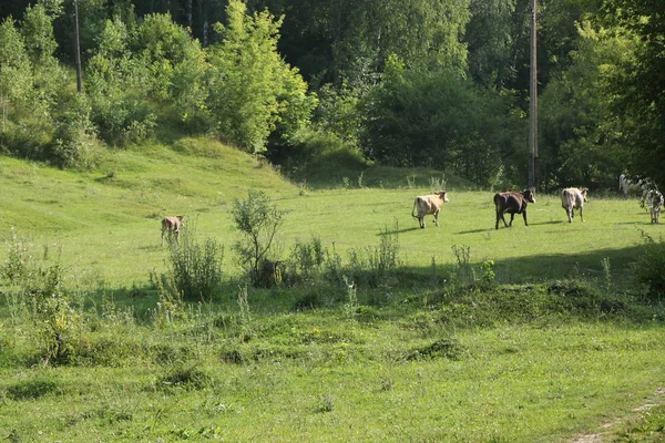 Hermosa e idílica hierba verde con ganado pastando felizmente . — Foto de Stock