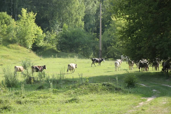 Indah dan idyllic rumput hijau dengan ternak bahagia merumput . — Stok Foto