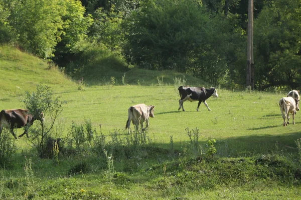 Mutlu bir şekilde otlatma sığır güzel ve pastoral yeşil çim. — Stok fotoğraf