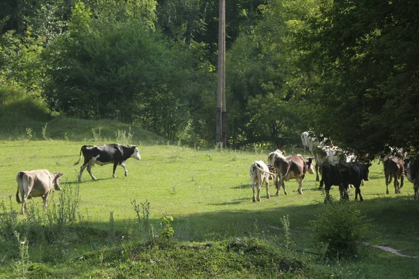 Hermosa e idílica hierba verde con ganado pastando felizmente . —  Fotos de Stock