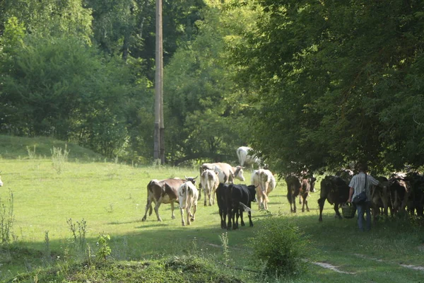 Krásná a idylické zelené trávě se šťastně pastvy dobytka. — Stock fotografie