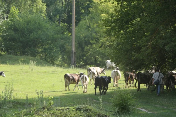 Hermosa e idílica hierba verde con ganado pastando felizmente . —  Fotos de Stock