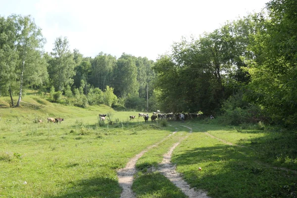 Schönes und idyllisches grünes Gras mit Kühen, die fröhlich grasen. — Stockfoto