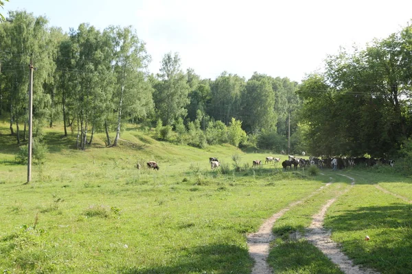 幸せに放牧牛の美しく、のどかな緑の草. — ストック写真