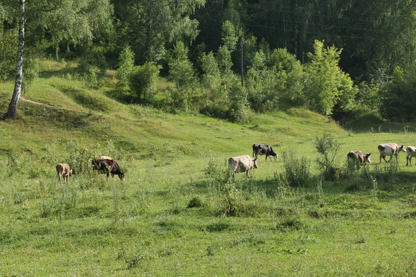 Hermosa e idílica hierba verde con ganado pastando felizmente . — Foto de Stock