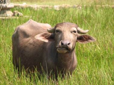 Baş shot buffalo. Görülen Türkiye, İstanbul