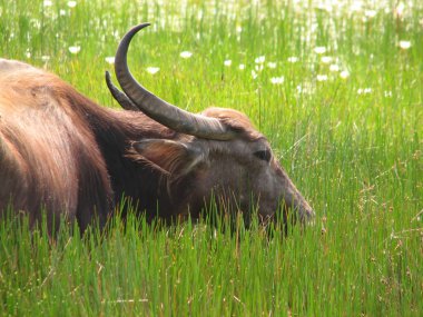 Baş shot buffalo. Görülen Türkiye, İstanbul