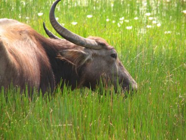 Baş shot buffalo. Görülen Türkiye, İstanbul