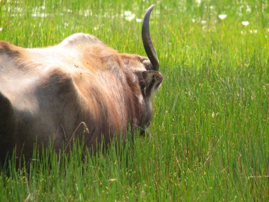 Baş shot buffalo. Görülen Türkiye, İstanbul