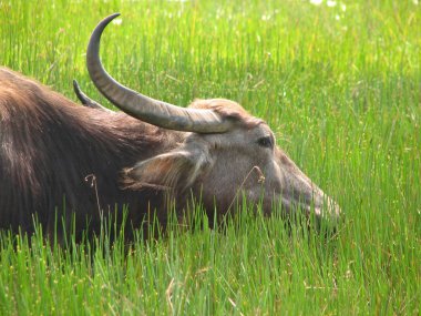 Baş shot buffalo. Görülen Türkiye, İstanbul