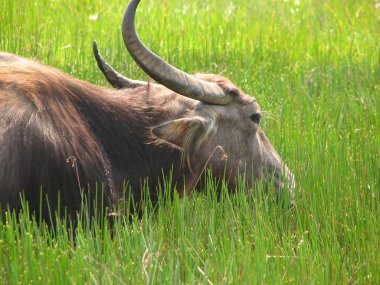 Baş shot buffalo. Görülen Türkiye, İstanbul