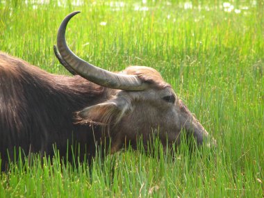 Baş shot buffalo. Görülen Türkiye, İstanbul