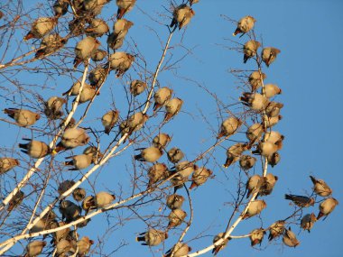 Bir treetop oturan bohem İpekkuyruk Kuşlar sürüsü