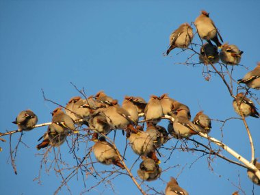 Bir treetop oturan bohem İpekkuyruk Kuşlar sürüsü