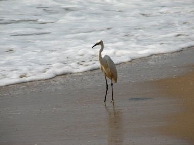 Kret konumu olan güzel beyaz balıkçıl