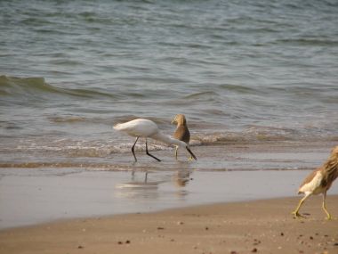 Kret konumu olan güzel beyaz balıkçıl