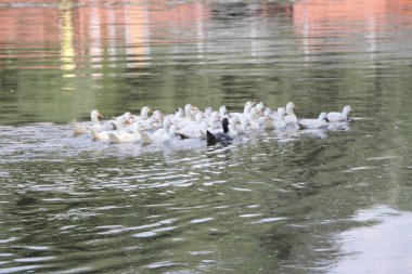 nehir boyunca bir sürü ördekler yüzüyor.