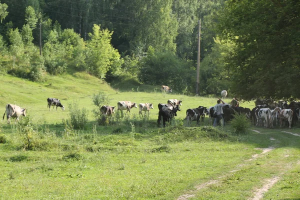 Mutlu bir şekilde otlatma sığır güzel ve pastoral yeşil çim. — Stok fotoğraf