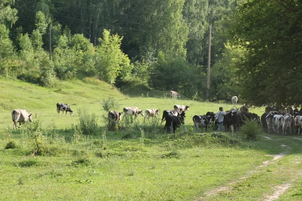 Indah dan idyllic rumput hijau dengan ternak bahagia merumput . — Stok Foto
