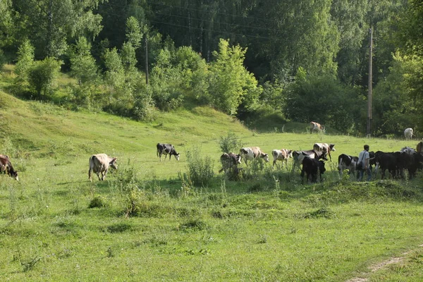 Mutlu bir şekilde otlatma sığır güzel ve pastoral yeşil çim. — Stok fotoğraf