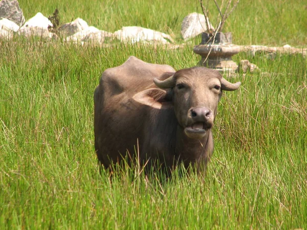 Tête de buffle. Vu en Inde, Karnataka — Photo