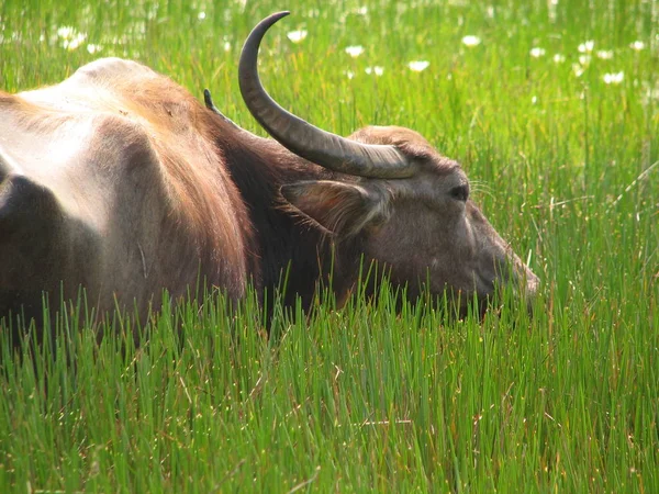 Tête de buffle. Vu en Inde, Karnataka — Photo