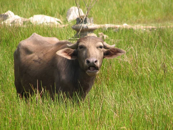 Tête de buffle. Vu en Inde, Karnataka — Photo