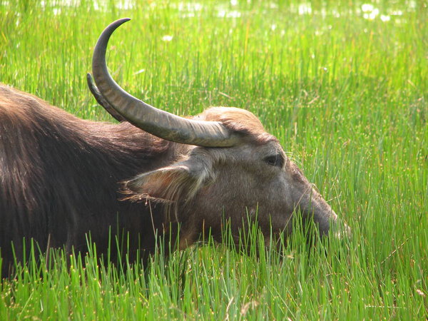 Buffalo head shot. Seen in India, Karnataka