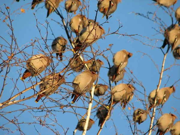 Rebanho de aves depiladoras da Boémia sentadas no topo de uma árvore — Fotografia de Stock