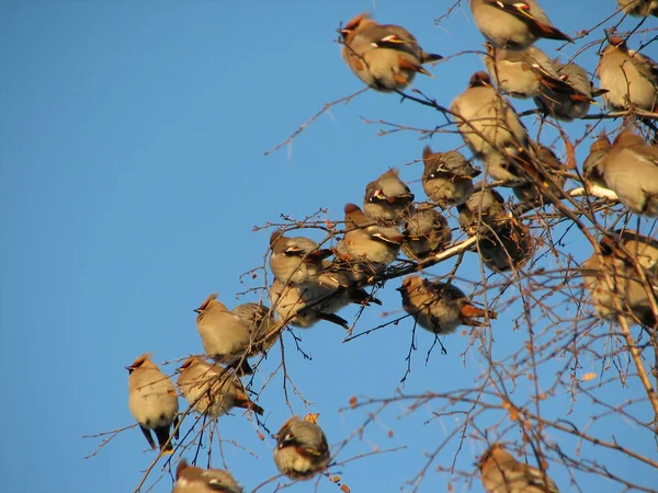 Flock of Bohemian Waxwing birds sitting at a treetop — Stock Photo, Image