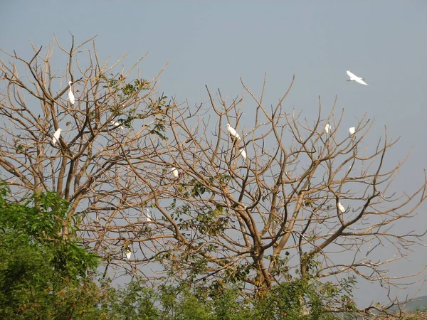 Bilden av häger, rördrom eller Egret tree vit fågel. Djur. — Stockfoto