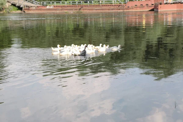 Eine Herde Enten schwimmt den Fluss entlang. — Stockfoto