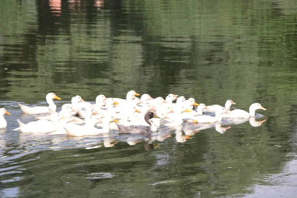 Eine Herde Enten schwimmt den Fluss entlang. — Stockfoto