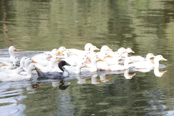 Eine Herde Enten schwimmt den Fluss entlang. — Stockfoto