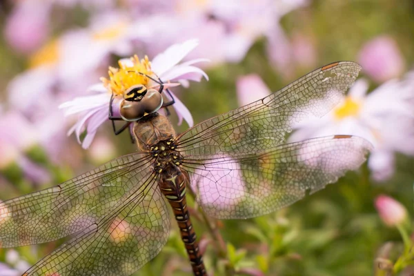 Große Libelle auf der Blume der Hellebarde — Stockfoto