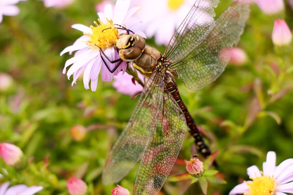 ヘレボルスの花に大きなトンボ — ストック写真