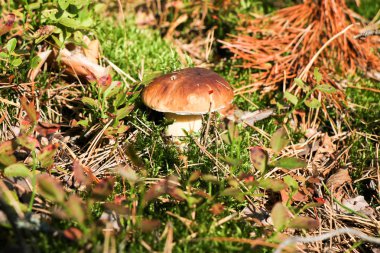 Yağmur damlaları bir sonbahar yağmur ormanlarında bir şapka ile bir küçük güzel Lehçe domuzu mantar.