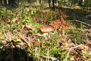 Yağmur damlaları bir sonbahar yağmur ormanlarında bir şapka ile bir küçük güzel Lehçe domuzu mantar.