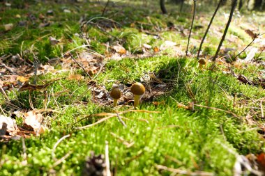 Yağmur damlaları bir sonbahar yağmur ormanlarında bir şapka ile bir küçük güzel Lehçe domuzu mantar.
