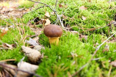 Yağmur damlaları bir sonbahar yağmur ormanlarında bir şapka ile bir küçük güzel Lehçe domuzu mantar.