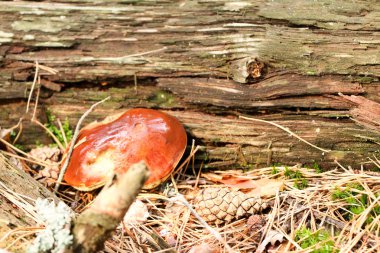 Yağmur damlaları bir sonbahar yağmur ormanlarında bir şapka ile bir küçük güzel Lehçe domuzu mantar.