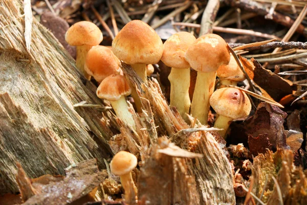 Miód Agaric grzyby rosną na drzewie w lesie jesienią. Grupa dzikie grzyby Opieńka. — Zdjęcie stockowe