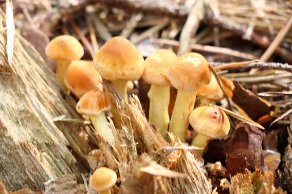 Miel Les champignons agariques poussent sur un arbre dans la forêt d'automne. Groupe de champignons sauvages Armillaria . — Photo